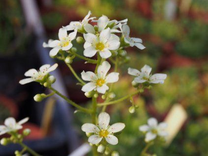 Lomikámen vždyživý 'Rex' - Saxifraga paniculata 'Rex'  Saxifraga paniculata 'Rex'