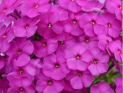 97205 pow pink