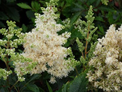 Čechrava Arendsova 'Astary White' - Astilbe arendsii 'Astary White'  Astilbe arendsii 'Astary White'