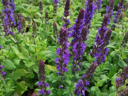 Šalvěj hajní 'Synchro Blue' - Salvia nemorosa 'Synchro Blue'  Salvia nemorosa 'Synchro Blue'