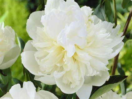 Pivoňka čínská 'Duchesse de Nemours' - Paeonia lactiflora 'Duchesse de Nemours'  Paeonia lactiflora 'Duchesse de Nemours'