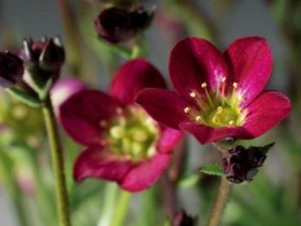 Lomikámen Arendsův 'Highlander Red' - Saxifraga x arendsii 'Highlander Red'  Saxifraga x arendsii 'Highlander Red'