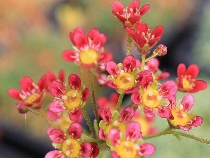 97466 lomikamen jaromir saxifraga jaromir