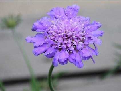 Hlaváč x hybr. 'Butterfly Blue' - Scabiosa x hybr. 'Butterfly Blue'  Scabiosa x hybr. 'Butterfly Blue'