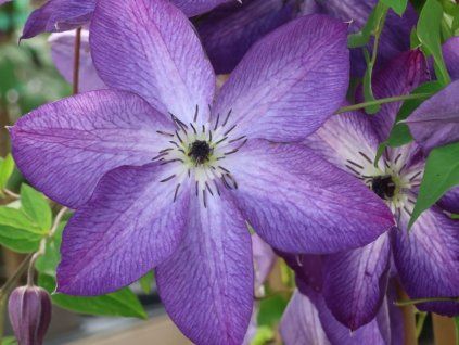 Plamének 'Venosa Violacea'  Clematis 'Venosa Violacea'