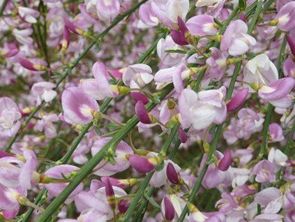 Čilimník 'Moyclare Pink'  Cytisus 'Moyclare Pink'