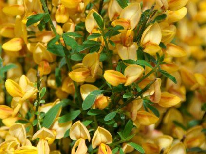 Čilimník 'Apricot Gem'  Cytisus 'Apricot Gem'