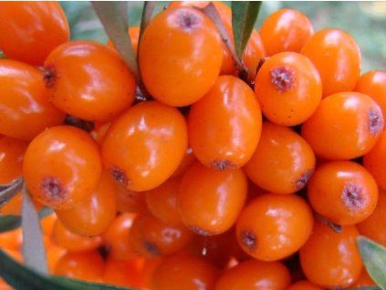 Rakytník řešetlákový 'Červená pochodeň'  Hippophae rhamnoides 'Červená pochodeň'