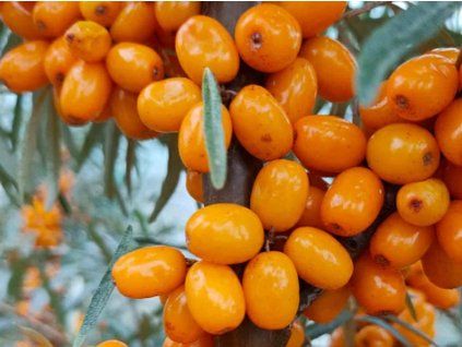 Rakytník řešetlákový 'Parád'  Hippophae rhamnoides 'Parád'
