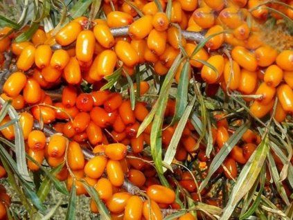 Rakytník řešetlákový 'Sudaruška'  Hippophae rhamnoides 'Sudaruška'