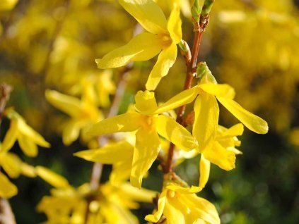 Zlatice prostřední 'Golden Bells'  Forsythia x intermedia 'Golden Bells'
