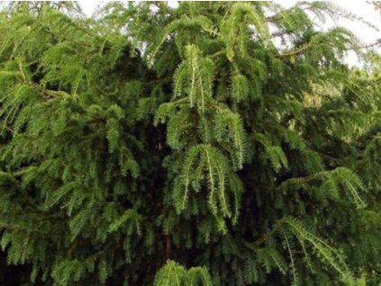 tis japonsk�