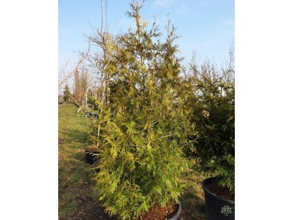 Zerav z�padn� (Balen� kontejner C160, Tvar v��ka 220cm, spir�la)