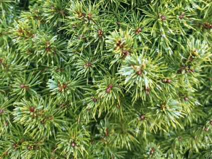 Picea glauca 'Blue Wonder' (1)