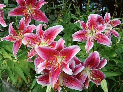 98159 2 98159 2 98159 2 98159 2 stargazer