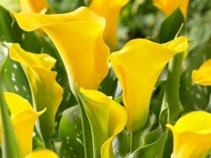florex gold