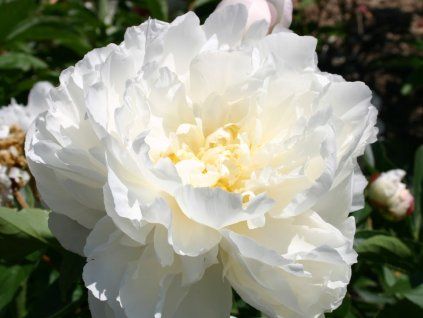 Pivoňka čínská 'Gardenia'  Paeonia lactiflora 'Gardenia'