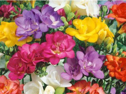 Frézie double - mix  Freesia double - mix