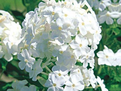 98402 1 98402 1 plamenka latnata david phlox paniculata david
