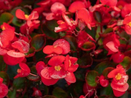 drobnokv�t� red