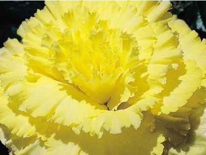 primadona yellow