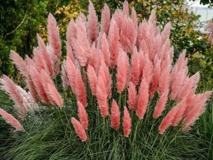 rosea