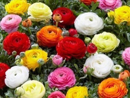 Pryskyřník asijský - mix  Ranunculus mix