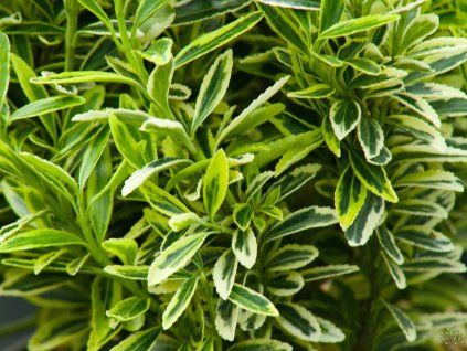 Euonymus Micro (2)