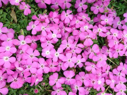 Mydlice 'Bressingham' - Saponaria x hybr. 'Bressingham'  Saponaria x hybr. 'Bressingham'