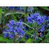 Ořechokřídlec klandonský 'Grand Bleu' - Inoveris  Caryopteris x clandonensis 'Grand Bleu' - Inoveris