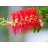 Callistemon citrinus 'Splendens' (2)