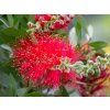 Callistemon citrinus 'Splendens' (1)