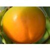 Kaki 'Rojo Brillante' - kontejner  Diospyros kaki 'Rojo Brillante'