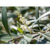 olea