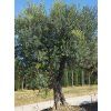 olea2
