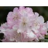 Rhododendron Seestadt (1)
