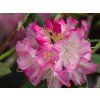 Rhododendron Seestadt (3)