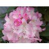 Rhododendron Seestadt (2)