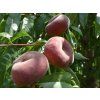 Broskvoň 'Platybest' - kontejner  Prunus persica 'Platybest'