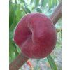 Broskvoň 'Platybest' - kontejner  Prunus persica 'Platybest'