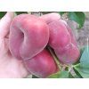 Broskvoň 'Platybest' - kontejner  Prunus persica 'Platybest'