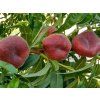 Broskvoň 'Osiris'  Prunus persica 'Osiris'