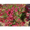 Šalvěj Greggova Mirage 'Burgundy' - Salvia greggii Mirage 'Burgundy'  Salvia greggii Mirage 'Burgundy'