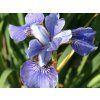 Kosatec sibiřský 'Blue Moon' - Iris sibirica 'Blue Moon'  Iris sibirica 'Blue Moon'