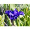 Iris Blue Moon (1)