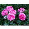 Růže 'Anuschka®'  Rosa 'Anuschka®'