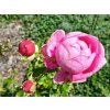 Růže 'Anuschka®'  Rosa 'Anuschka®'