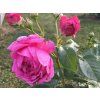 Růže 'Anuschka®'  Rosa 'Anuschka®'