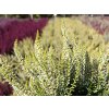 Calluna vulgaris Sarah (4)