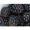 Ostružiník 'Natchez'  Rubus fruticosus 'Natchez'